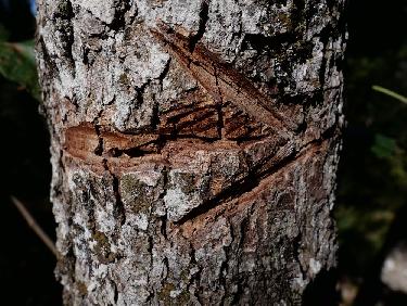 Allez Allez Allez !!!