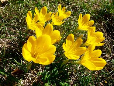 Allez Allez Allez !!!