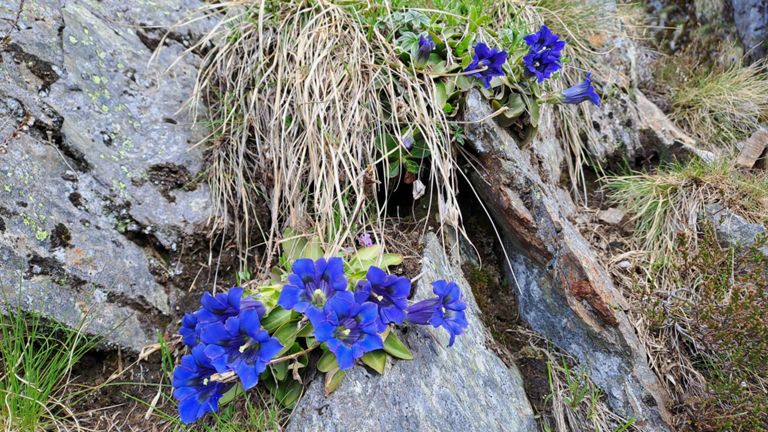Pour une Ivresse des Sommets (blond) au Habert d'Aiguebelle