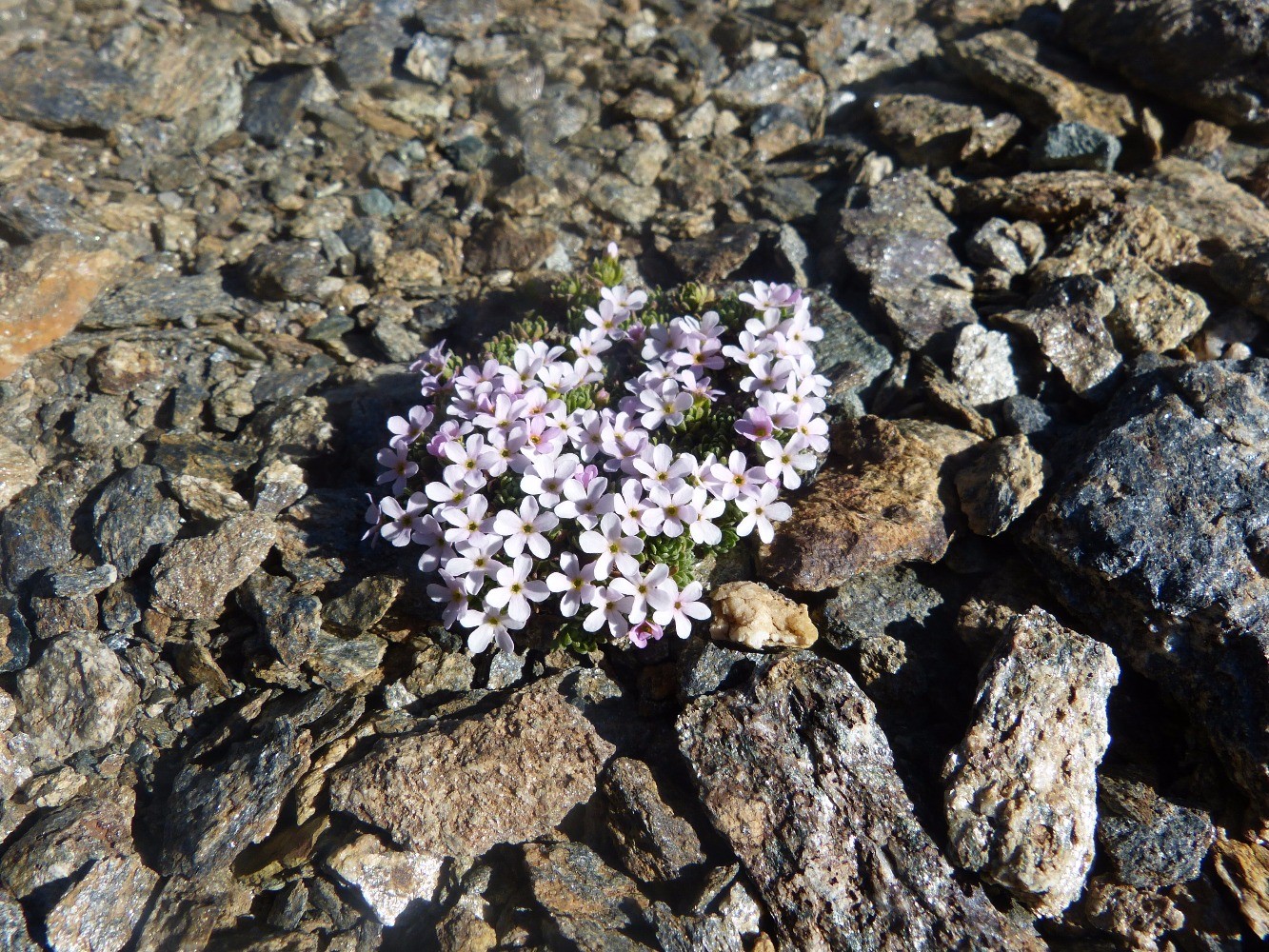 Androsaace des Alpes (Androsace alpina) PrimulacÃ©es