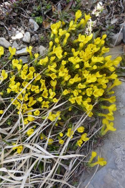 androsace vitaliana Grégoria