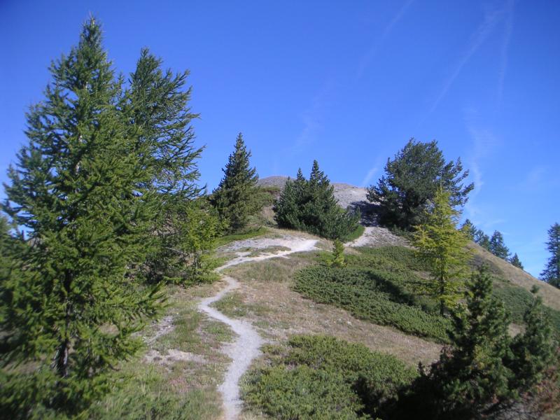antécime