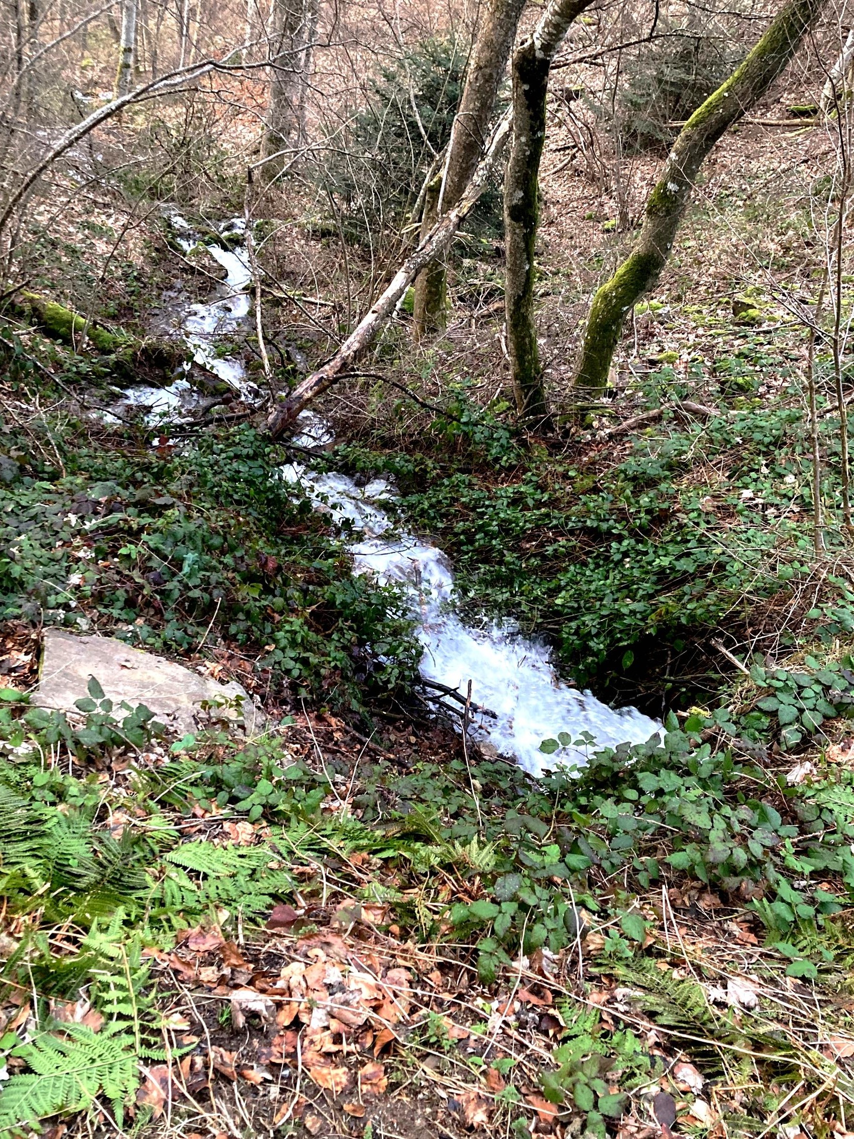 Après la Grange du Puy, le Jarret ou un de ses affluents...