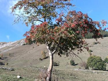Arbre à fruits