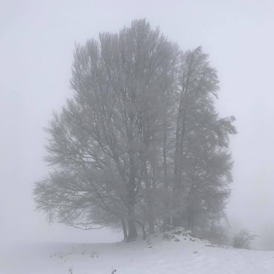 arbre brumeux