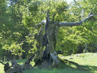 Arbre remarquable