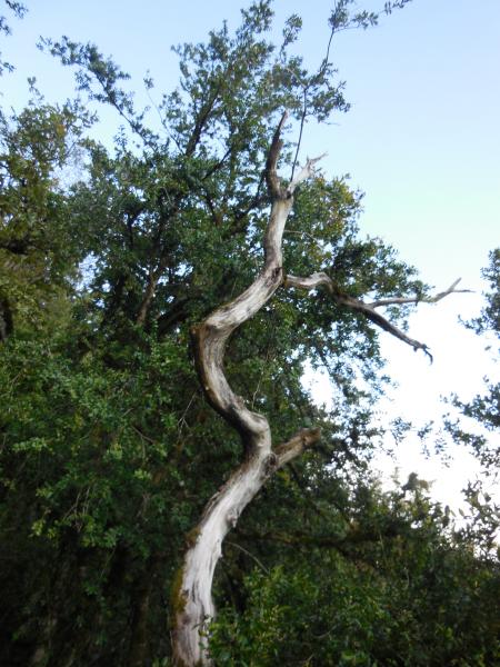 arbre amortisseur