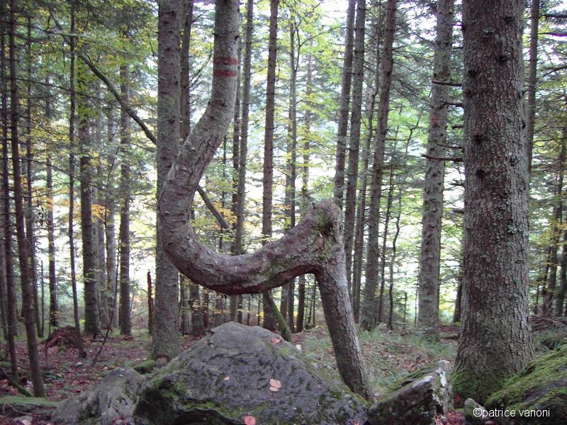 arbre bizarre!