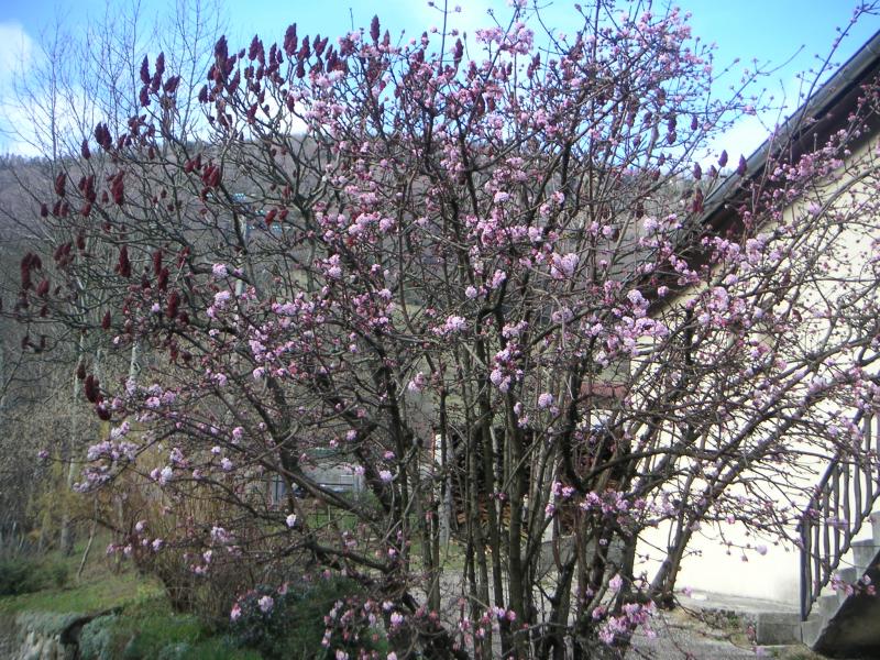 arbre étonnamment en fleur