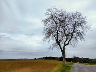 arbre isolé