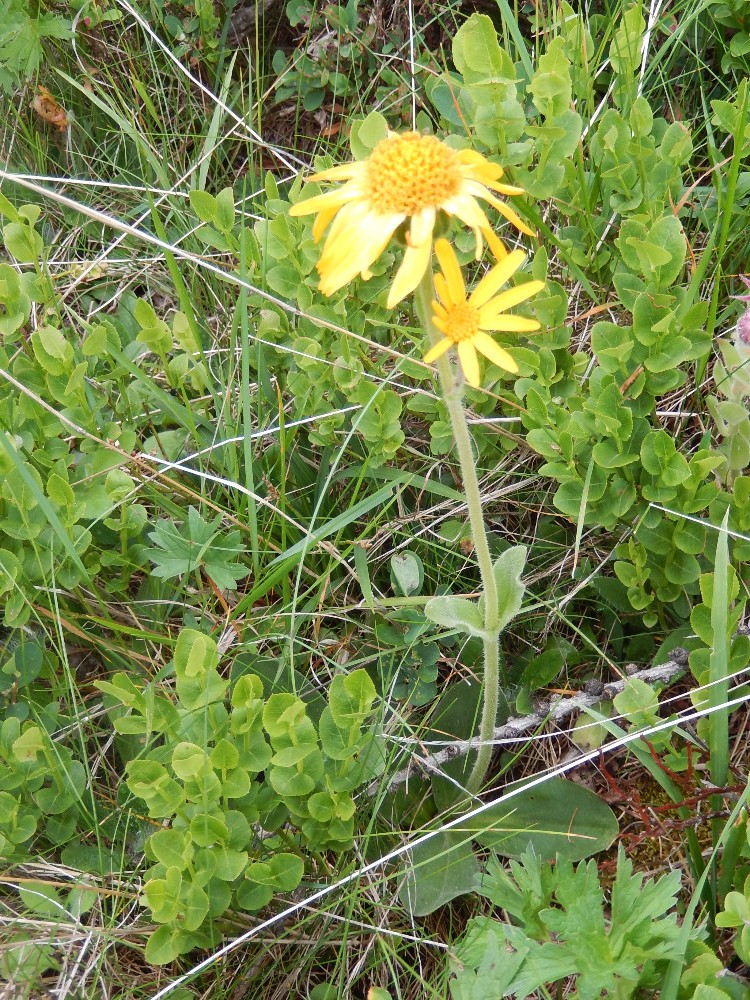 Arnica montana