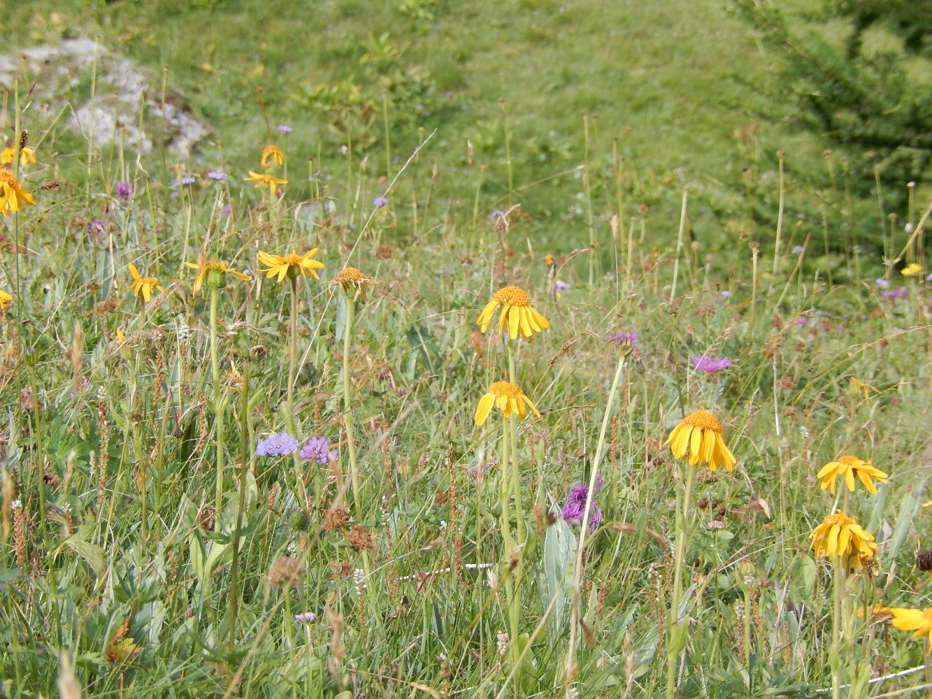 Arnicas
