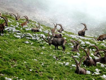 Au coeur de la harde