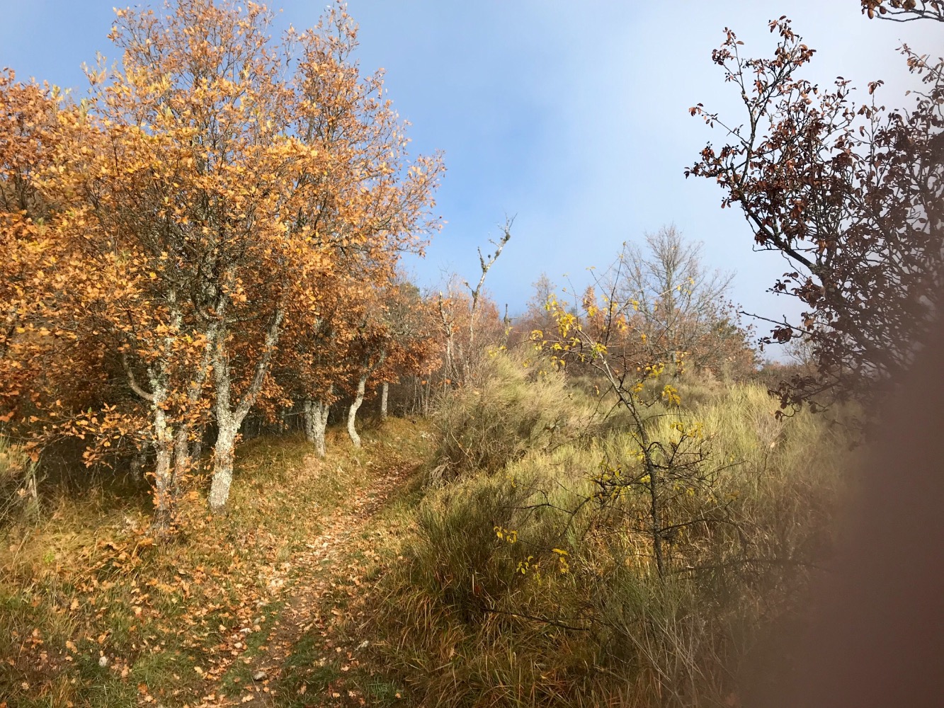Un sentier lumineux
