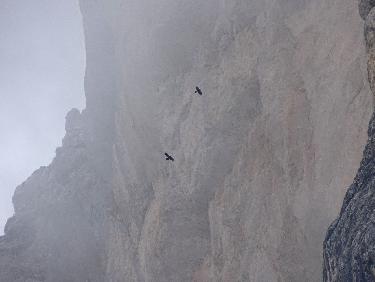 Deux chocards virevoltent dans la brume et les falaises du Pic Saint-Michel