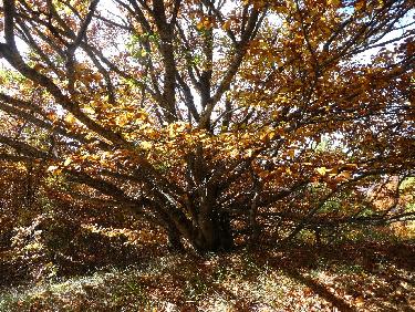 Au point haut 1438 de la crÃªte