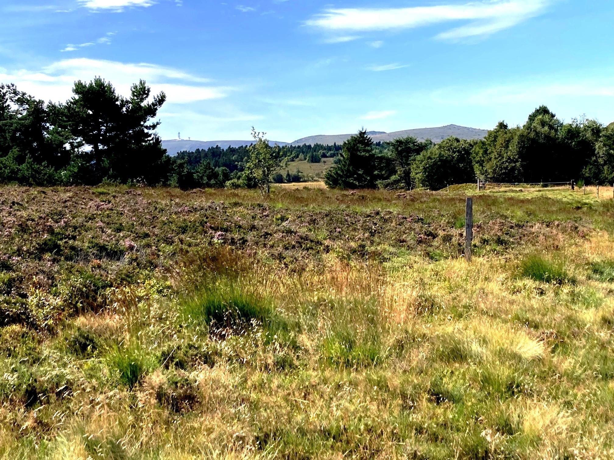 Au sortir du bois, vue vers Pierre-sur-Haute