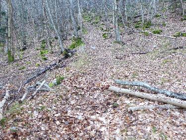 Autres petits troncs