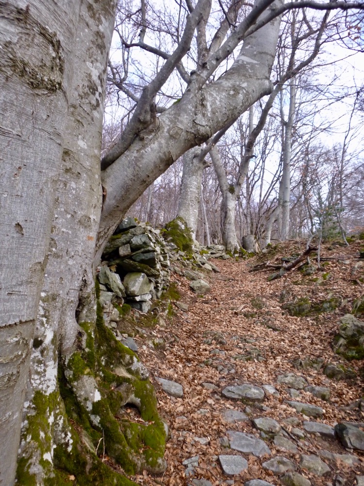Une HÃ©traie borde le sentier