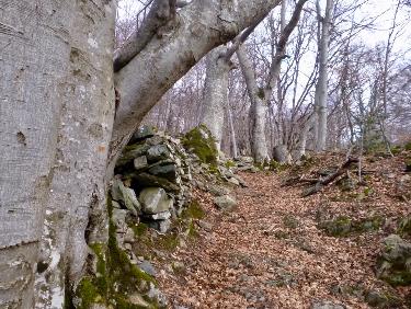 Une HÃ©traie borde le sentier