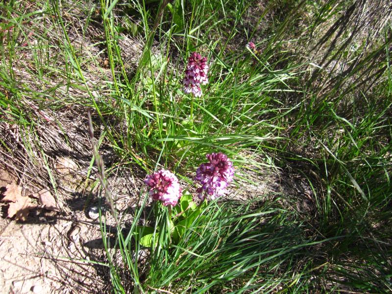 avec orchidées..