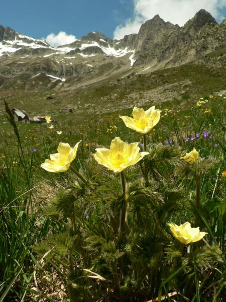 Bacheux (2)