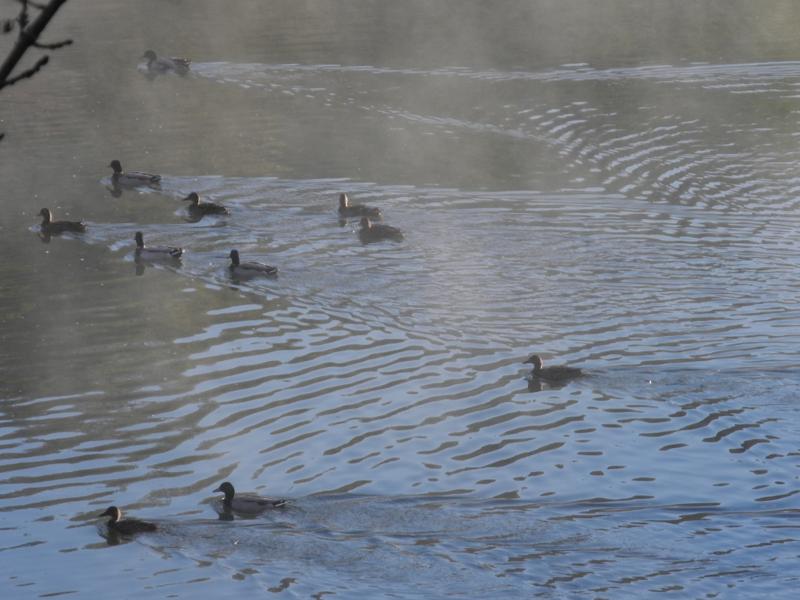 Ballet de canards