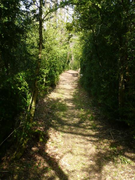 Beau sentier a travers les buis