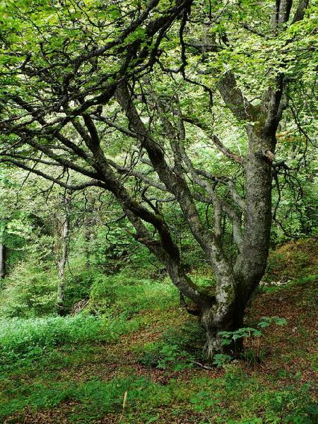 Bel arbre