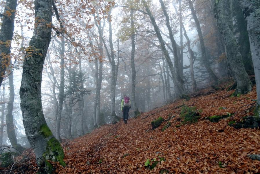 Bois des Combettes