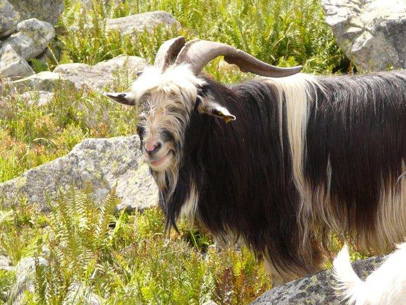 Bouc