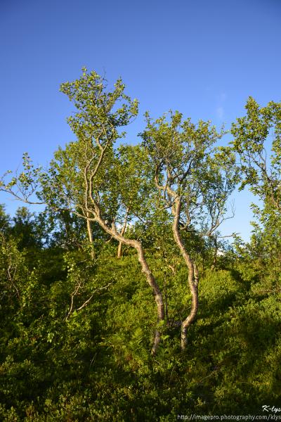 Bouleaux