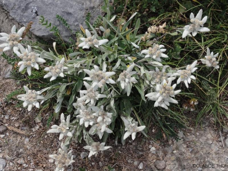Bouquet d'edelweiss
