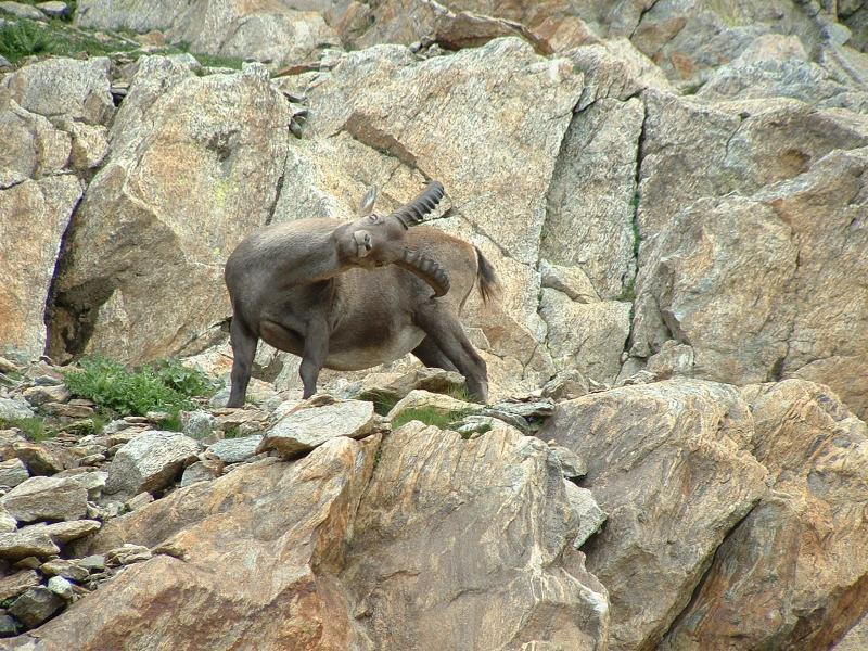 Bouquetin2