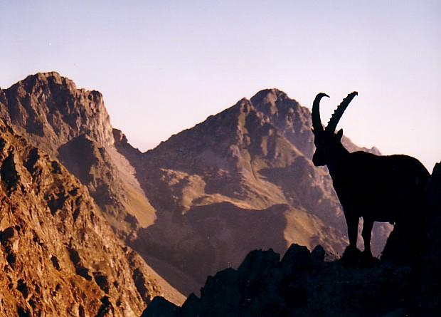 Bouquetin au col de Fenestre