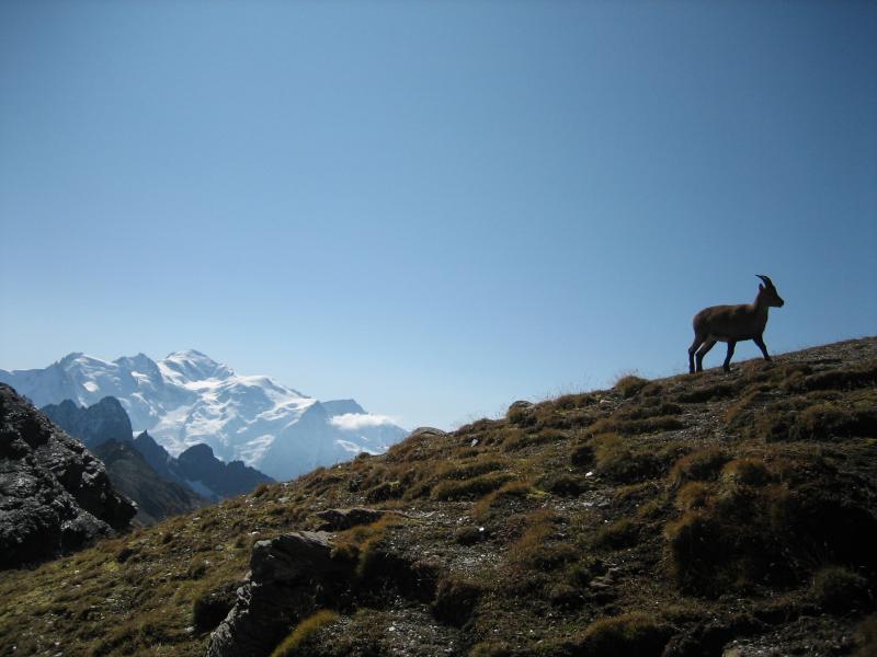 Bouquetin devant Mont-Blanc