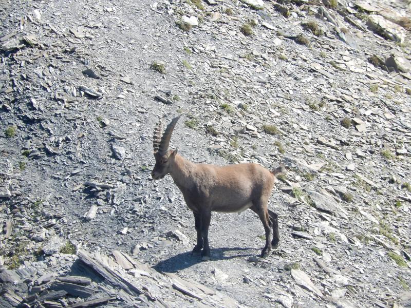 Bouquetin sous la Tête de l'Autaret