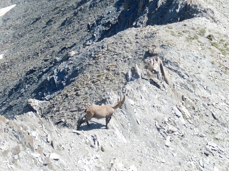 Bouquetin sous la Tête de l'Autaret