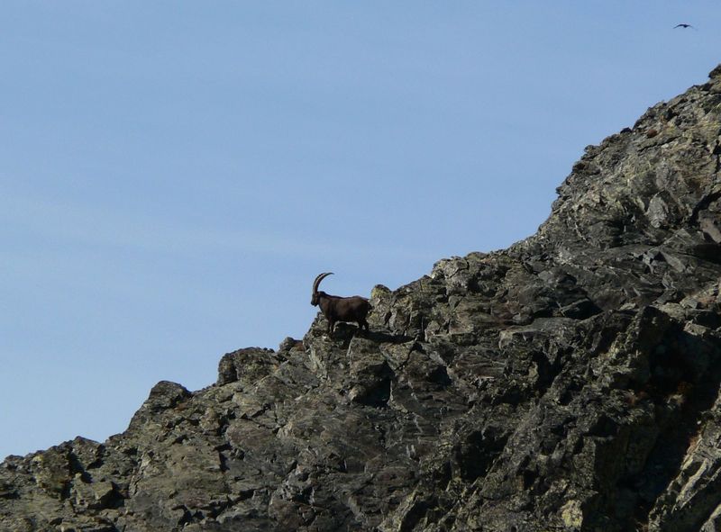 Bouquetin sur l'arête du Loup