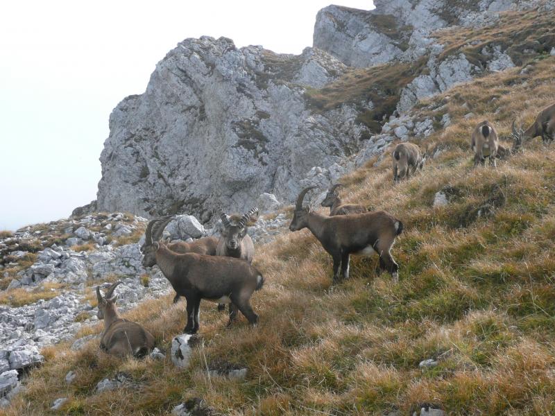 Bouquetins dans le Vercors