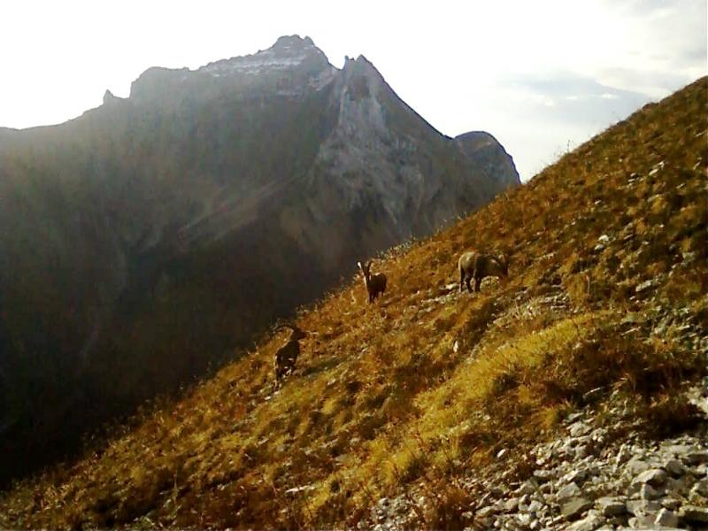 Bouquetins pas farouches sous le déco