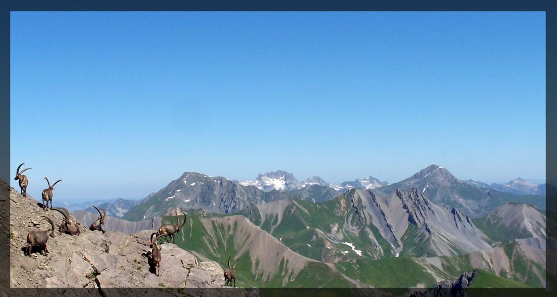 Bouquetins sous le Sommet devant la Lauzière