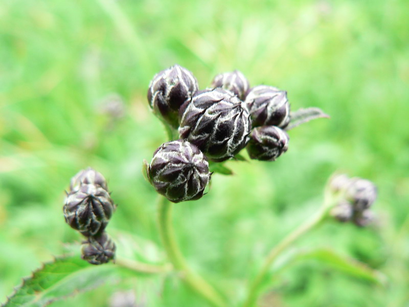Bourgeons