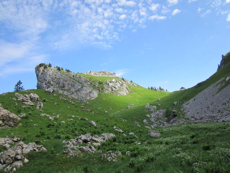 Bovinant