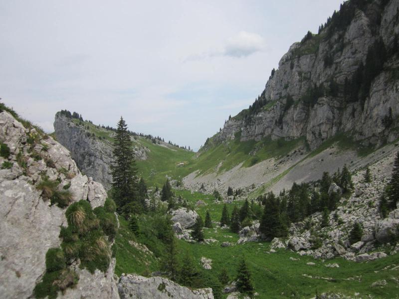 Bovinant