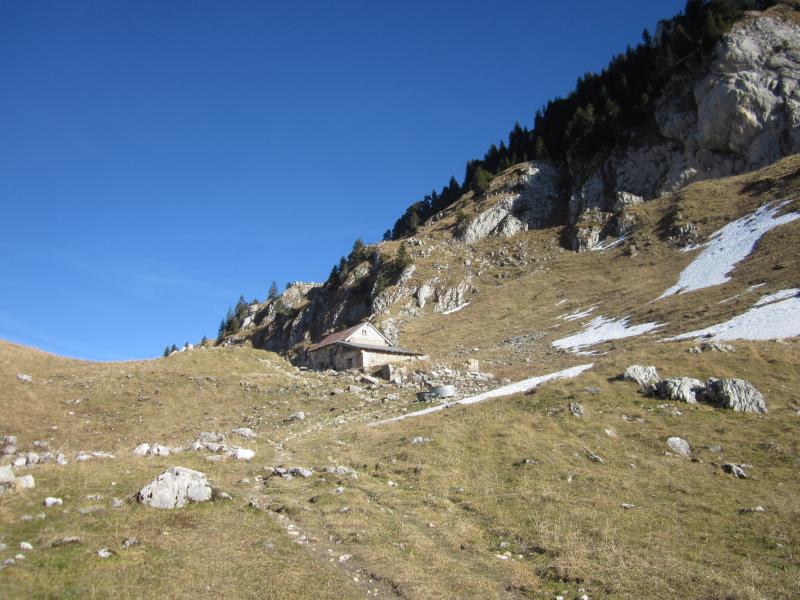 Bovinant