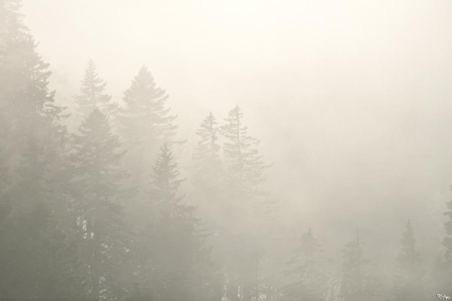 Brouillard