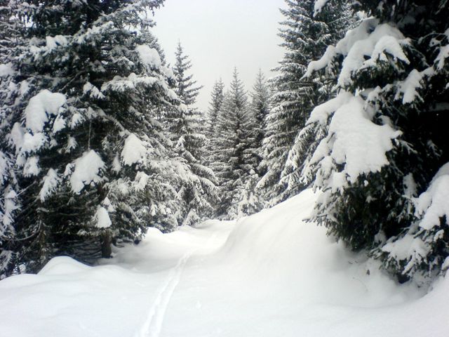Buccolique