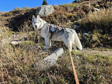 Le Tour - Charamillon