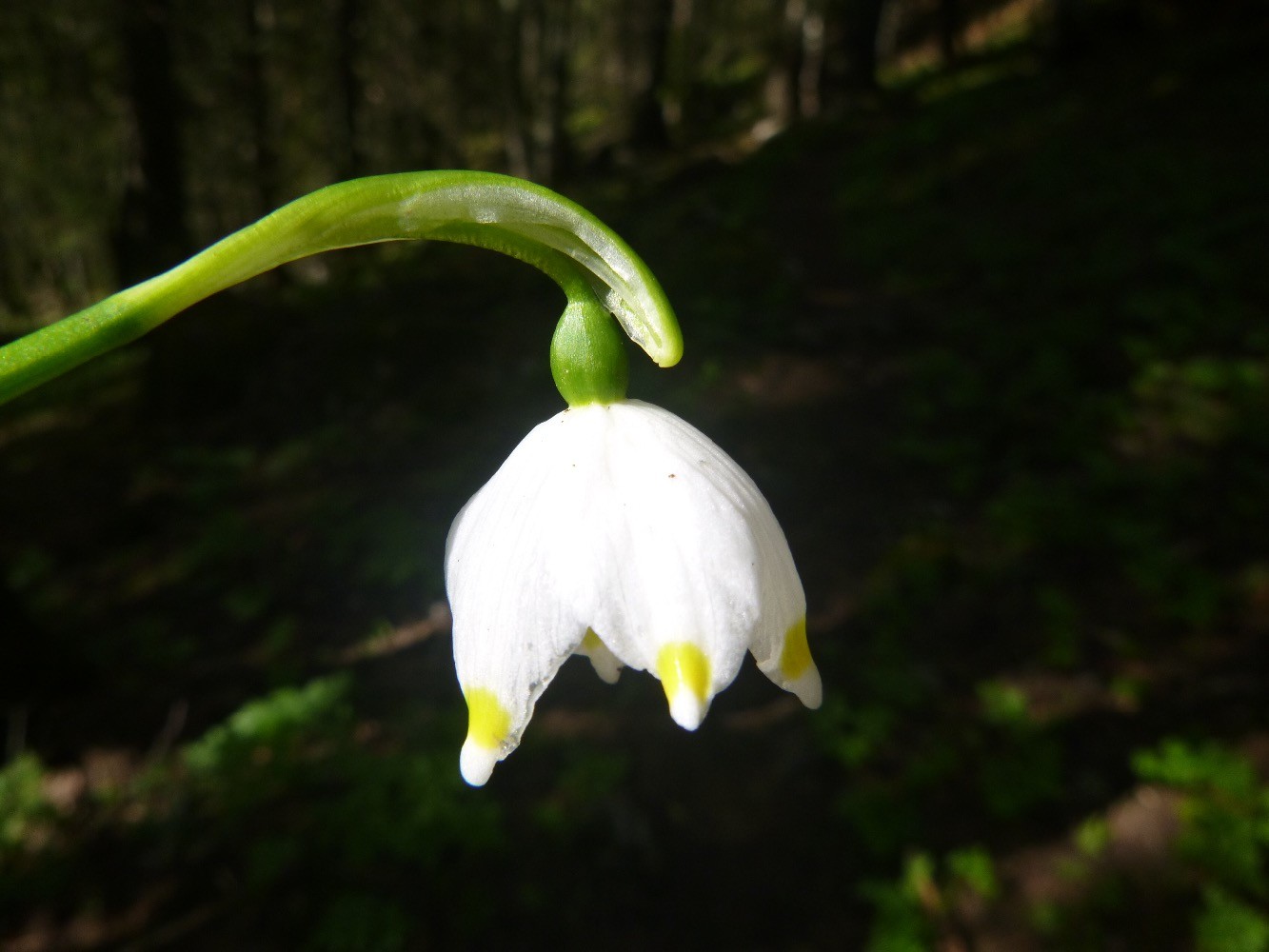  NivÃ©ole tardive 